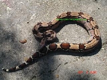 Red Surinam