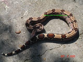 Red Surinam