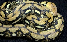 02 tiger retic female het albino