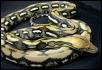 02 tiger retic male het albino