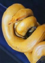 Albino Anaconda