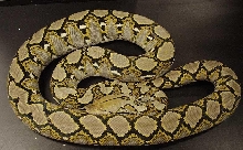 retic female het