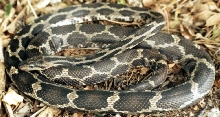 Yucatan Ratsnake 1