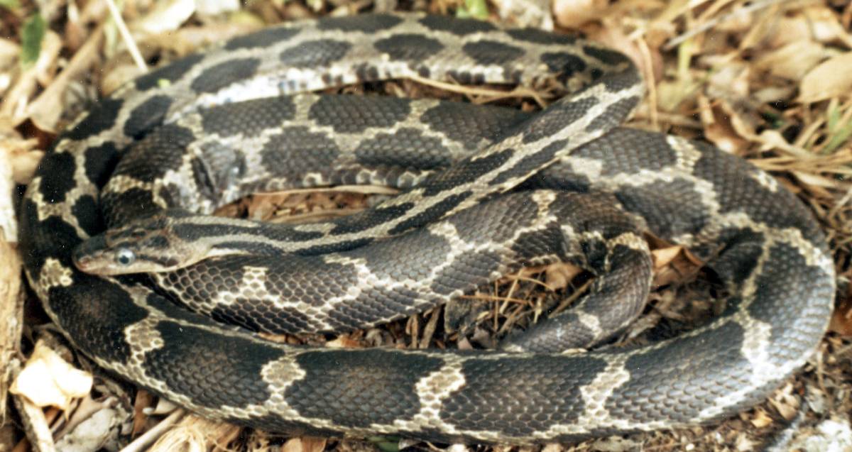 Yucatan Ratsnake 1