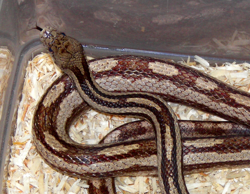 Male GH