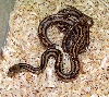 young female GH