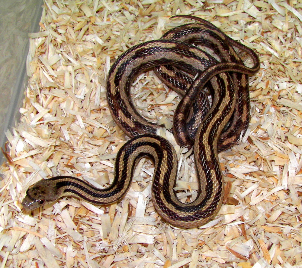 young female GH