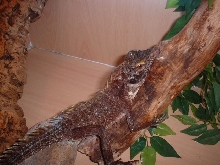 new baby forest tree dragon