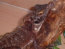 tree dragon