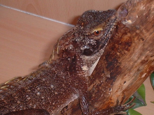 tree dragon