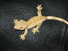 Rhacdactylus