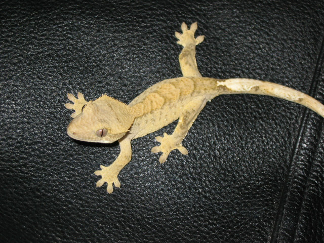 Rhacdactylus
