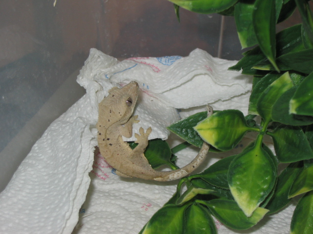 2-3 month