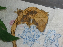 another pic