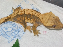 6-7 month old juvie, not sure of the sex yet