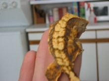 sweet gecko bad picture