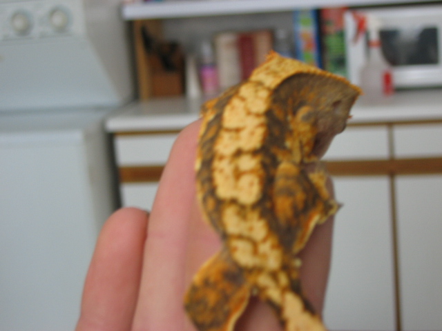 sweet gecko bad picture