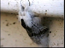 moth