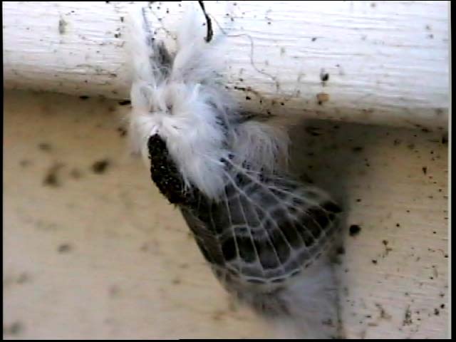 moth