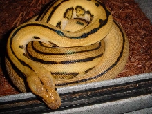 super tiger female