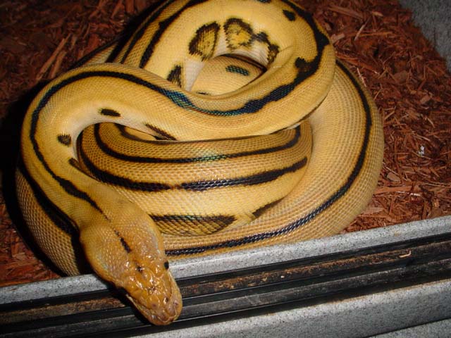 super tiger female