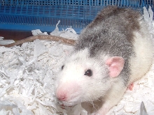 Kobey