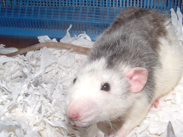 Kobey