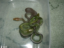 Red tailed racer