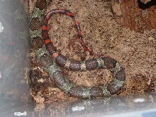 moellendorff tail