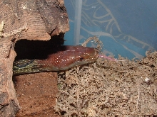 moellendorff tongue