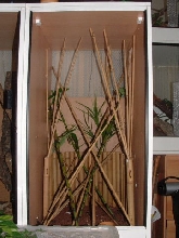 lineatus set-up