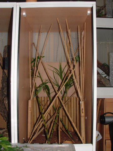 lineatus set-up