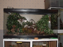 Uroplatus phant set-up
