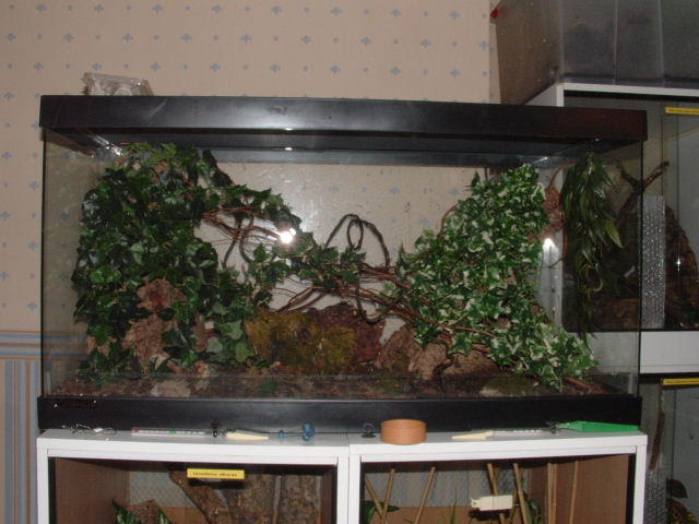 Uroplatus phant set-up