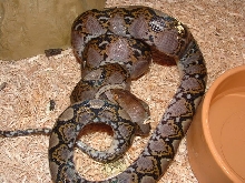 retic