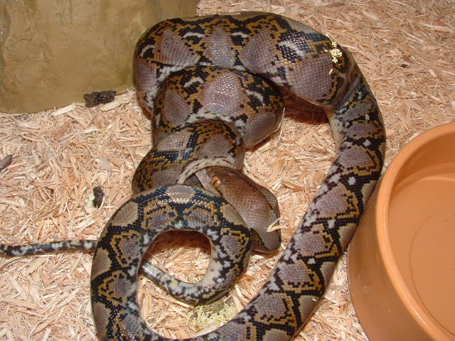 retic