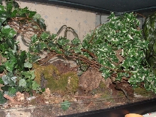 Uroplatus phant set-up