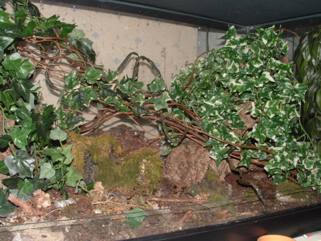 Uroplatus phant set-up
