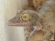 uroplatus sikoraew
