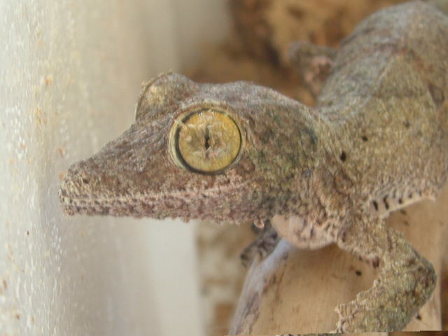 uroplatus sikoraew