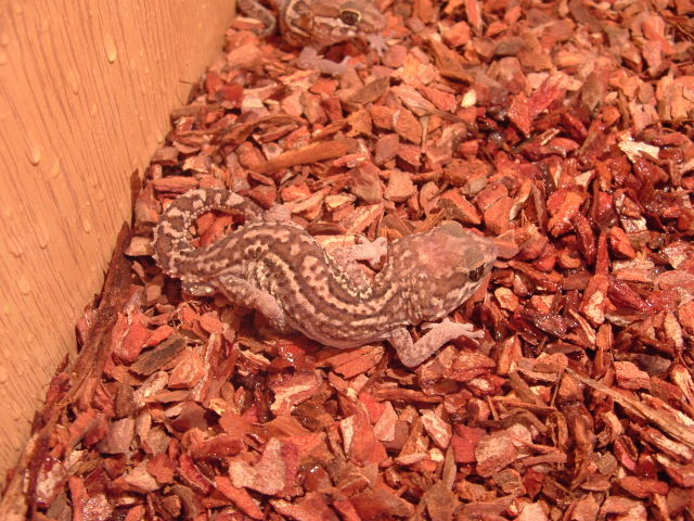 pictus