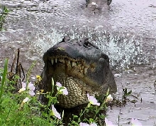displaying