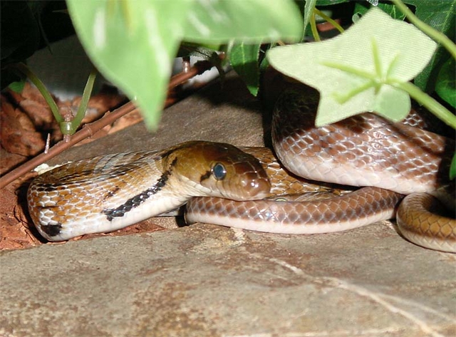 Coelognathus helena