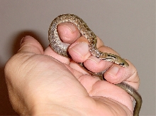 Coelognathus helena