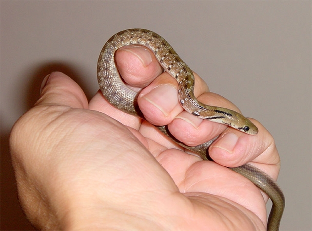 Coelognathus helena