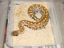 Python brongersmai