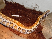 Python brongersmai