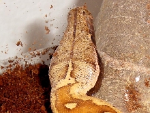 Python brongersmai