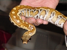 Python brongersmai