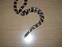 jeki-california king snake